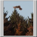 Falco tinnunculus - Turmfalke 05.jpg